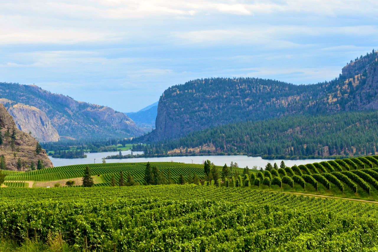 Vineyard landscape with a serene lake and mountains in the background, showcasing natural beauty.